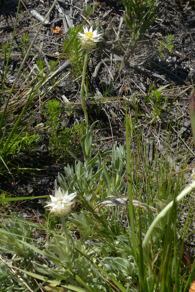 Syncarpha speciosissima subsp. angustifolia photo 3