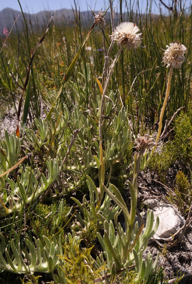 Syncarpha speciosissima subsp. angustifolia photo 4