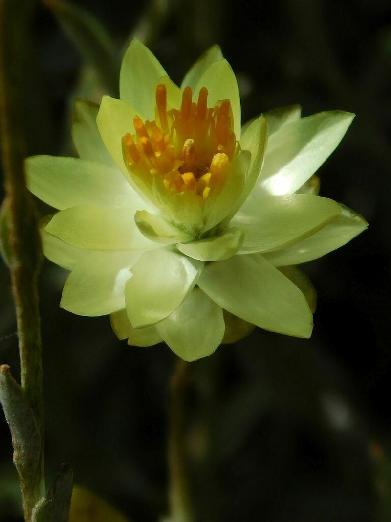 Syncarpha staehelina photo 2