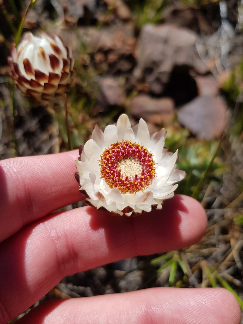 Syncarpha variegata photo 3