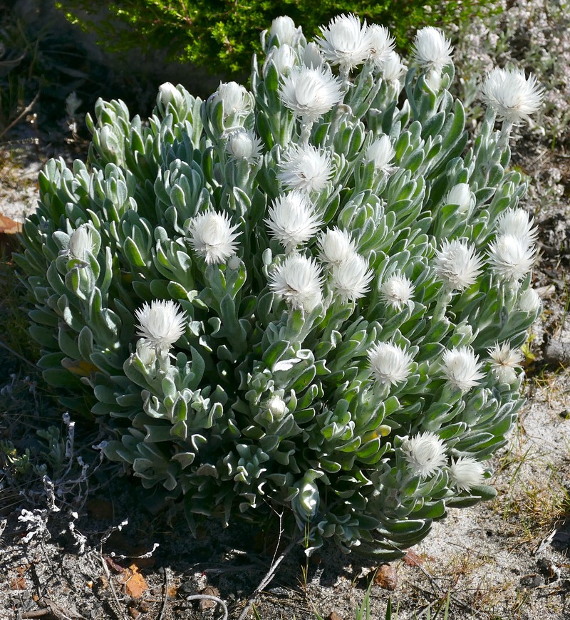 Syncarpha vestita