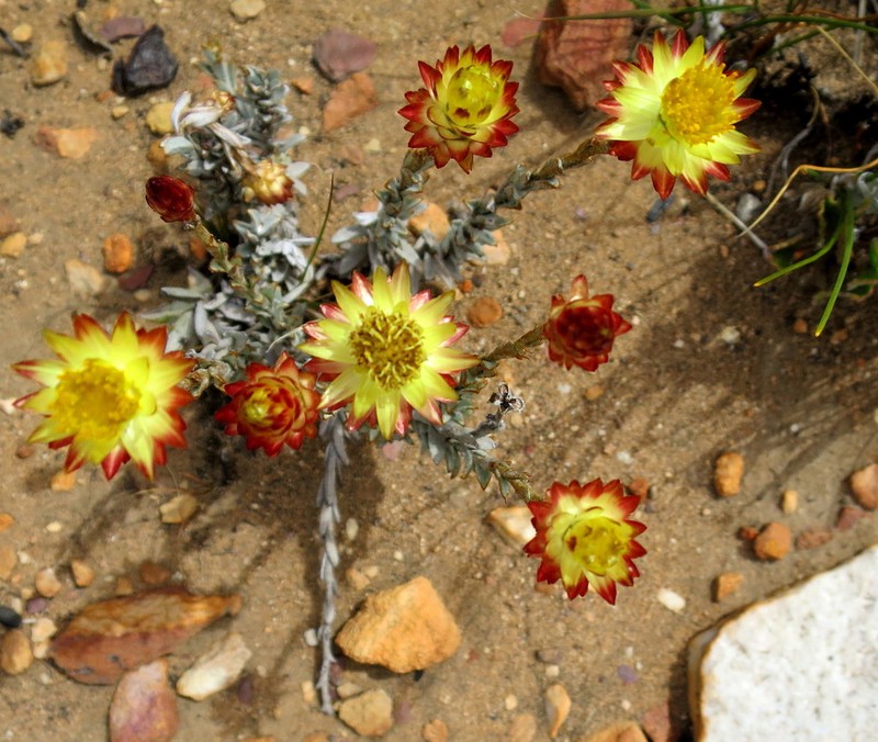 Syncarpha virgata photo 5