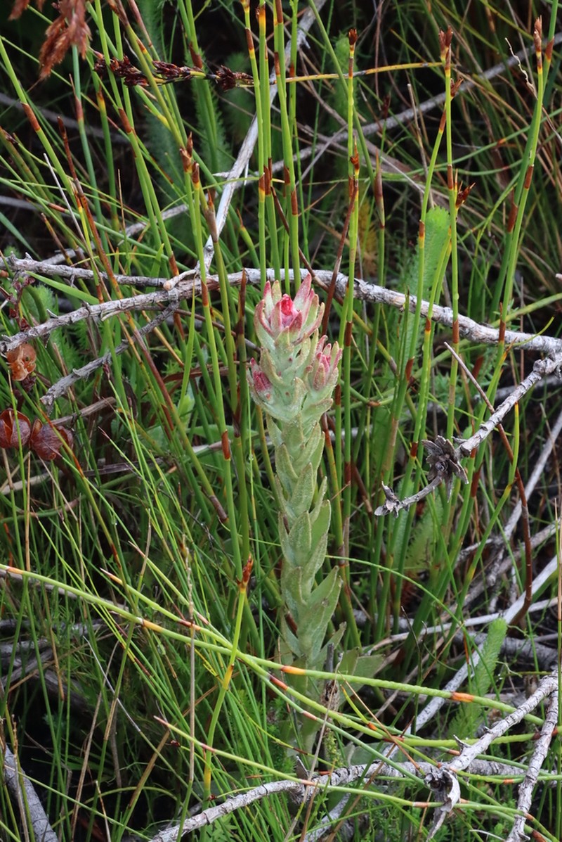 Syncarpha zeyheri photo 2