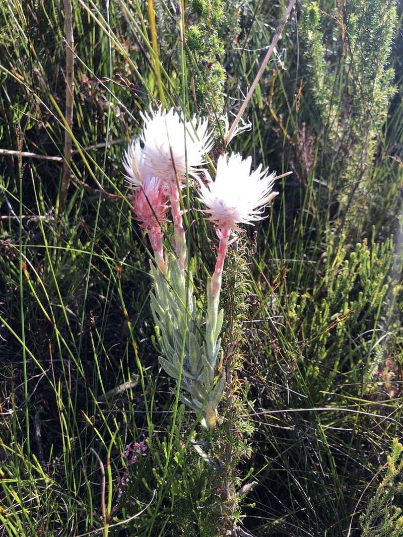 Syncarpha zeyheri photo 3