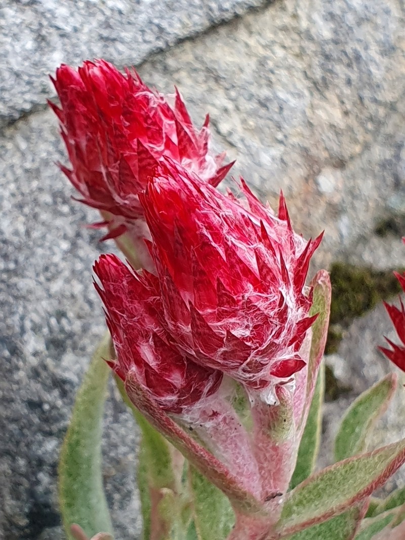 Syncarpha zeyheri photo 4