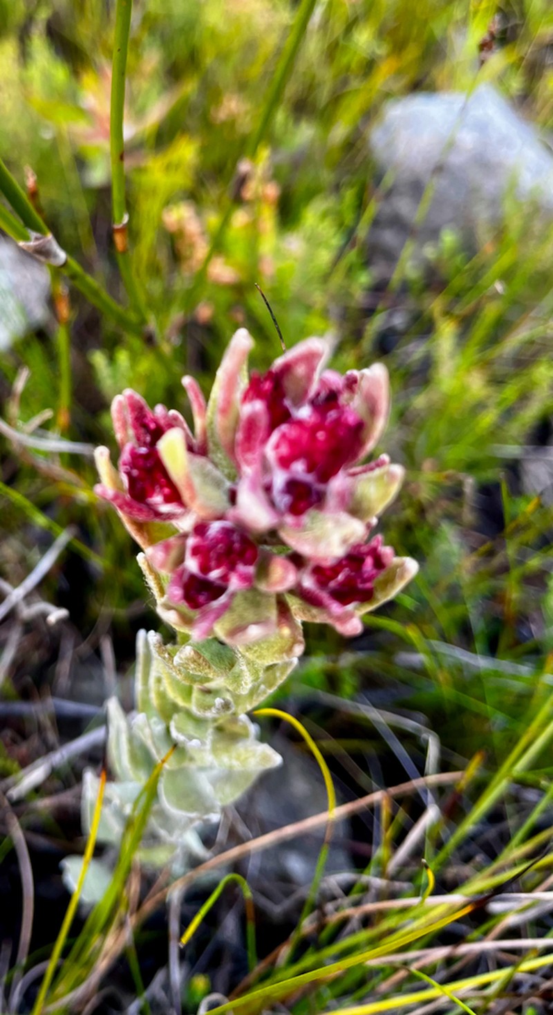 Syncarpha zeyheri photo 6