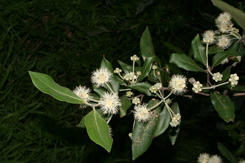 Turpentine Tree