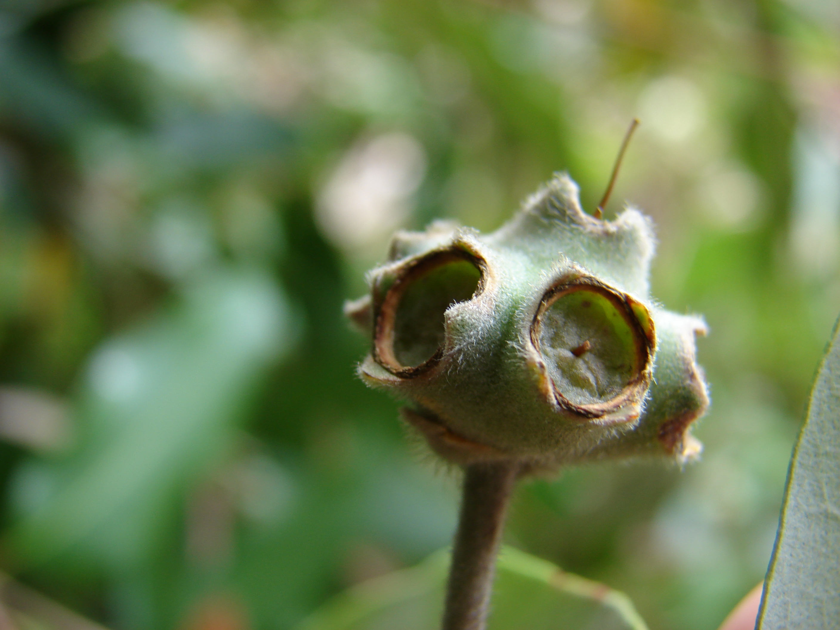 Turpentine Tree photo 5