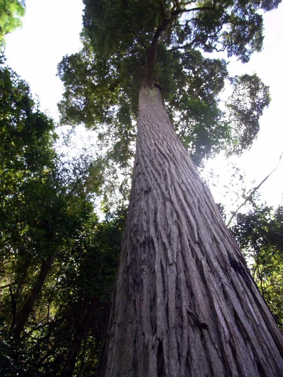 Turpentine Tree photo 6