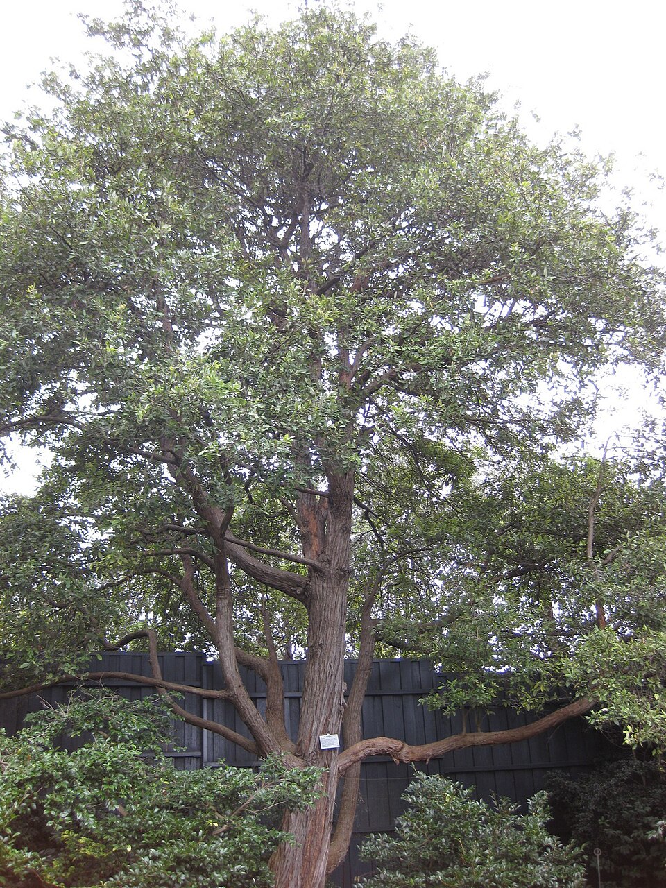 Turpentine Tree photo 7