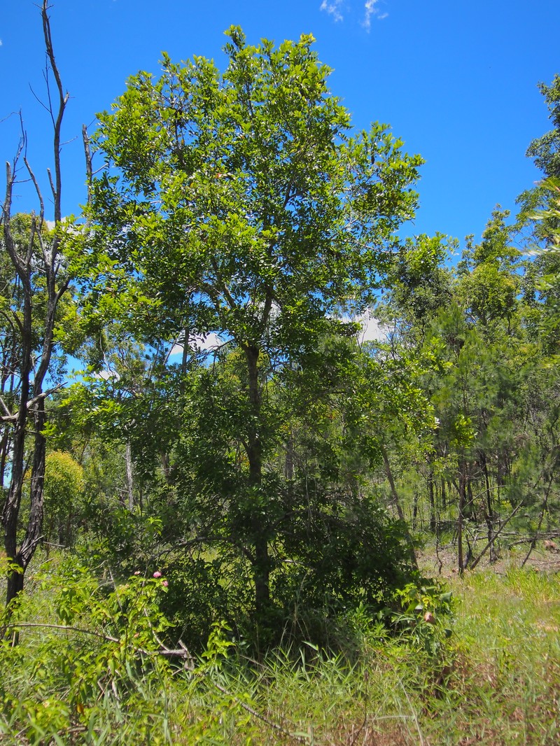 Turpentine Tree photo 2