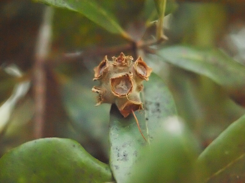 Turpentine Tree photo 3