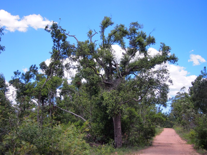 Turpentine Tree photo 4