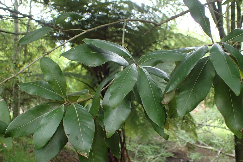 Turpentine Tree photo 8