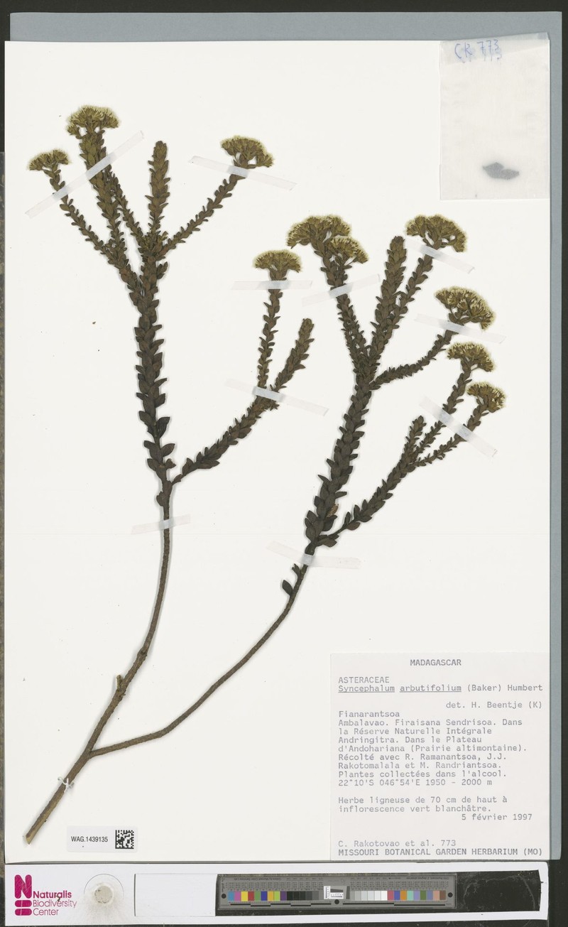 Syncephalum arbutifolium photo 3