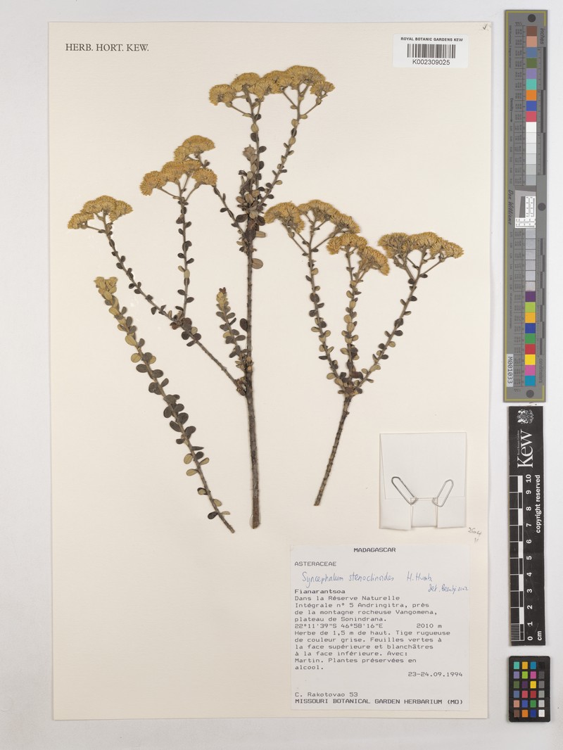 Syncephalum stenoclinoides