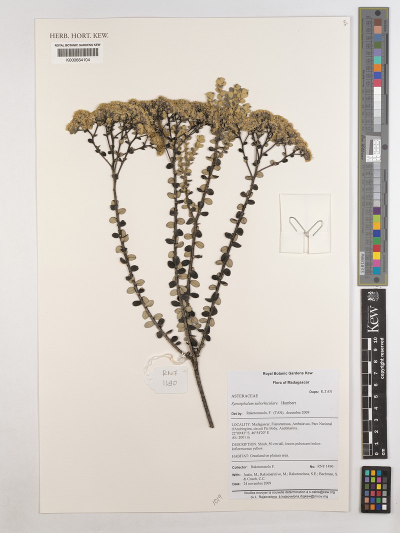 Syncephalum suborbiculare