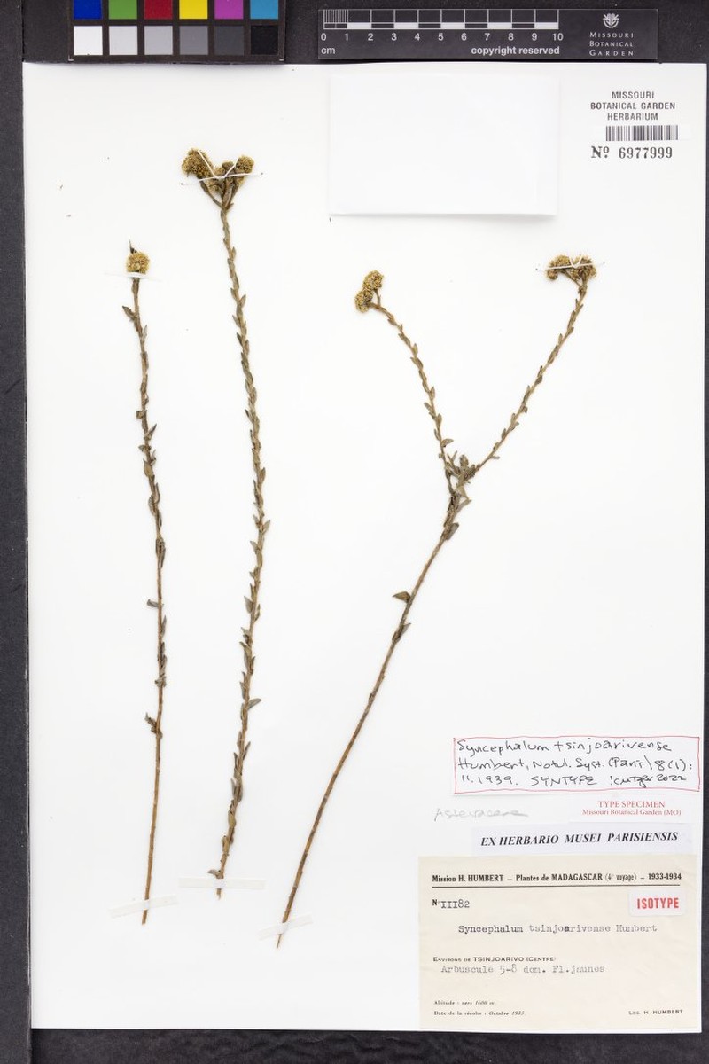 Syncephalum tsinjoarivense