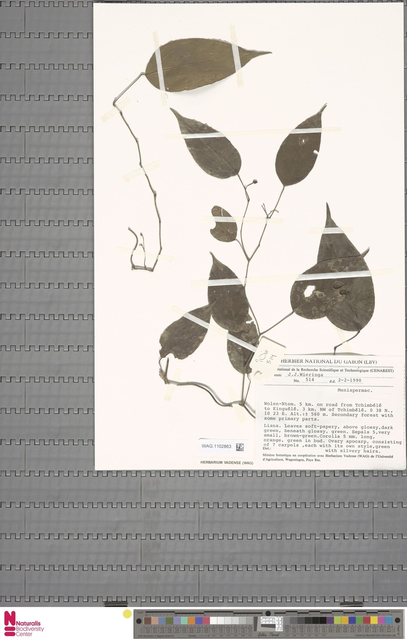 Synclisia oligogyna