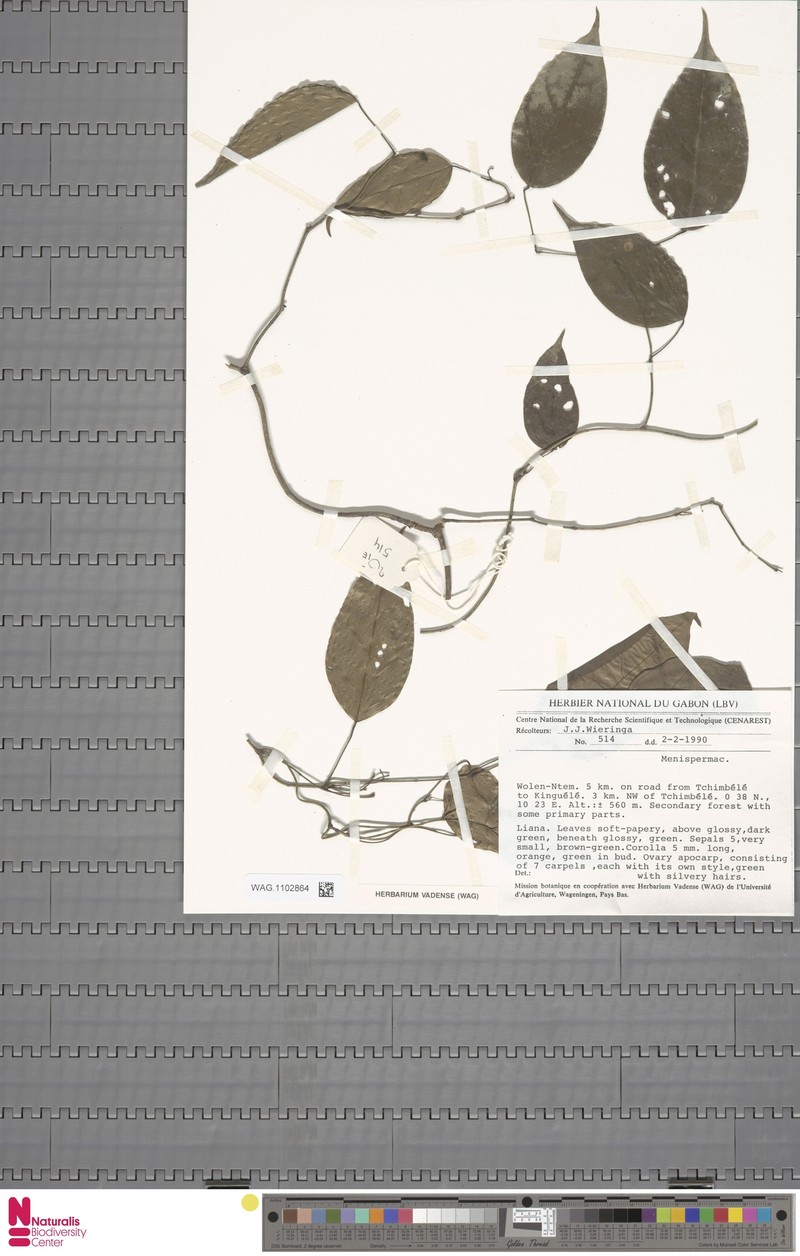 Synclisia oligogyna photo 2