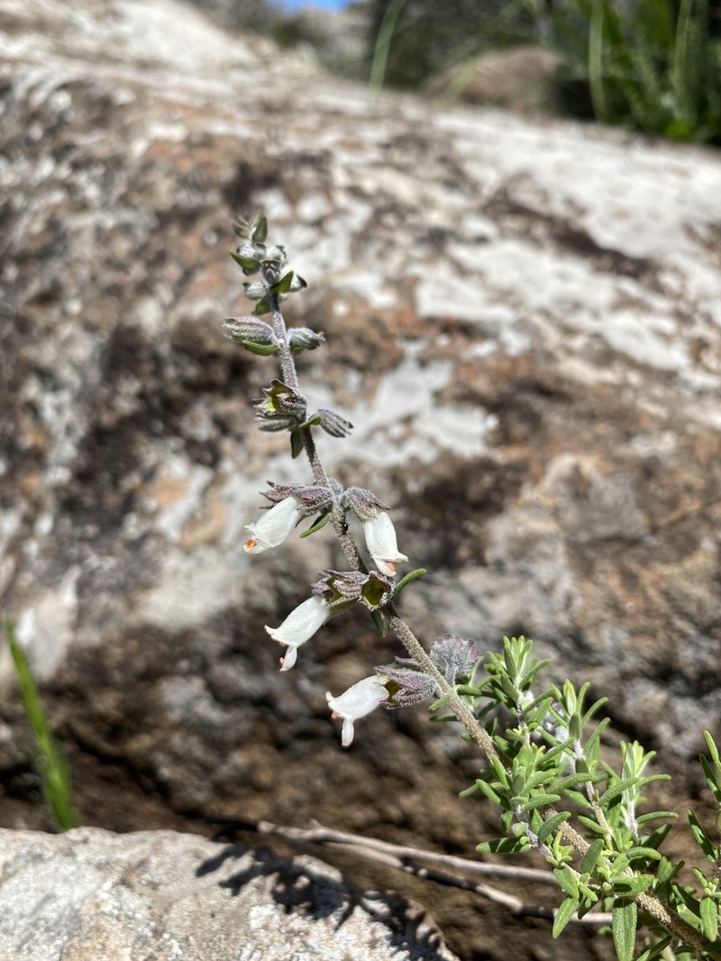 Syncolostemon heterophyllus