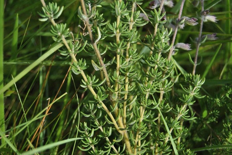 Syncolostemon heterophyllus photo 2