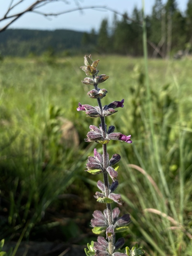 Syncolostemon heterophyllus photo 3