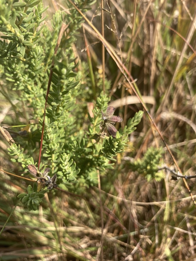 Syncolostemon heterophyllus photo 4