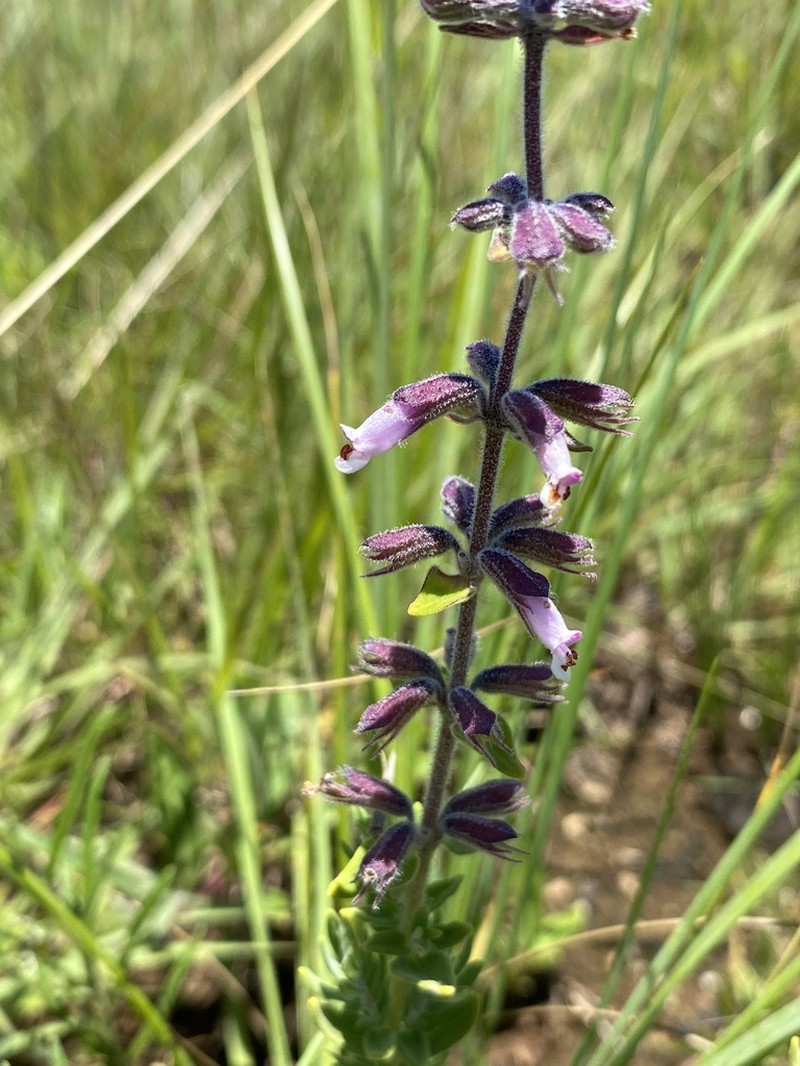 Syncolostemon heterophyllus photo 5