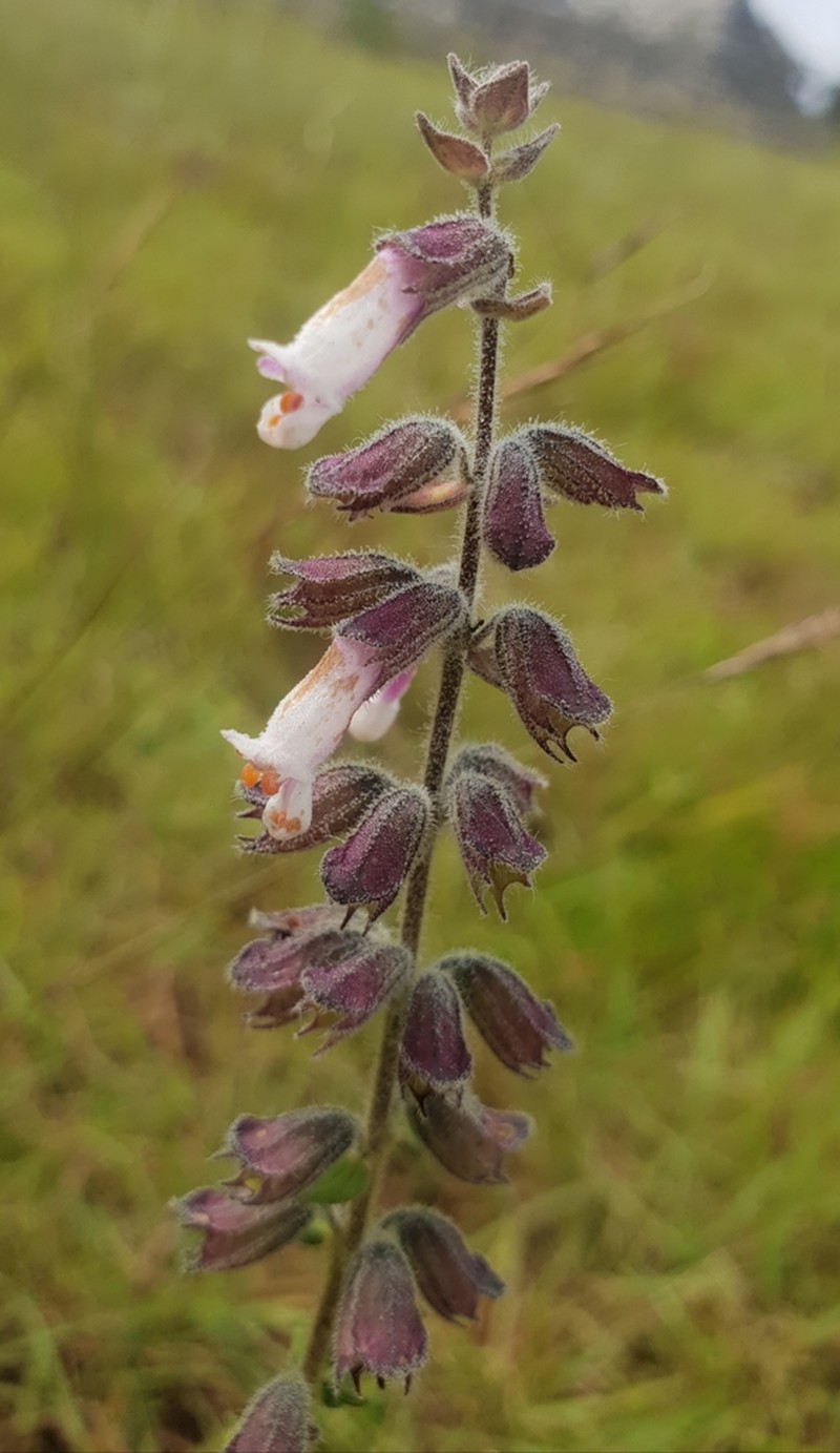 Syncolostemon heterophyllus photo 6