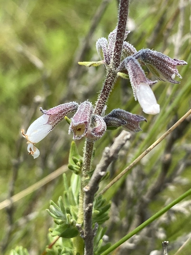 Syncolostemon heterophyllus photo 7