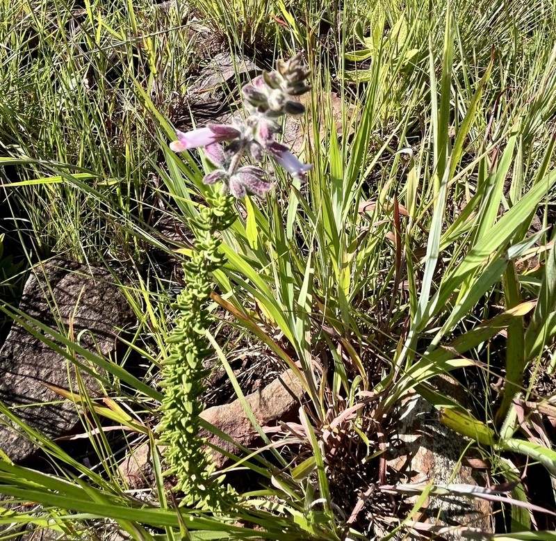 Syncolostemon heterophyllus photo 8