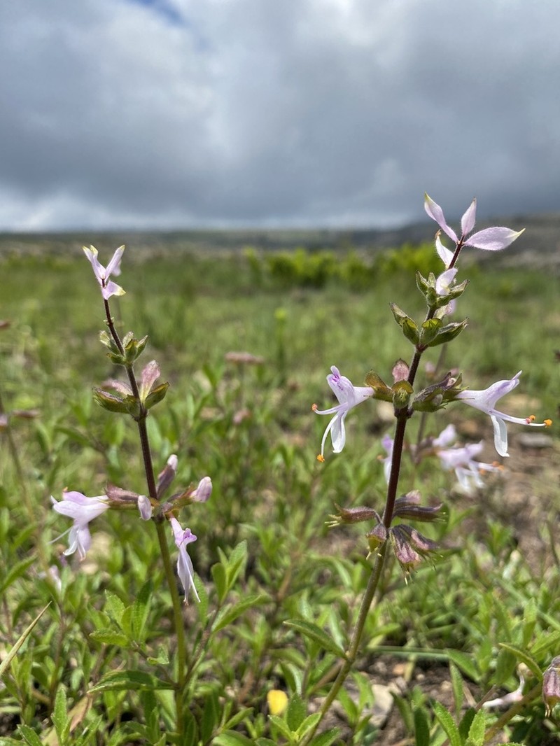 Syncolostemon muddii