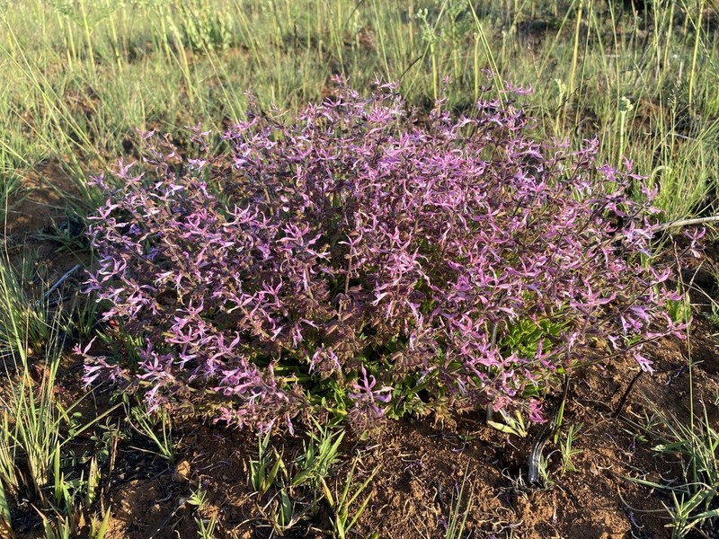 Syncolostemon muddii photo 2