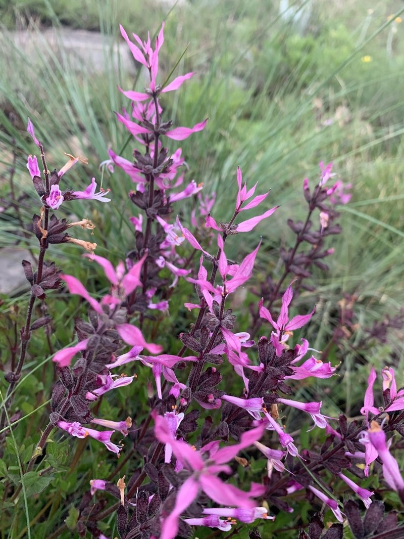 Syncolostemon muddii photo 3