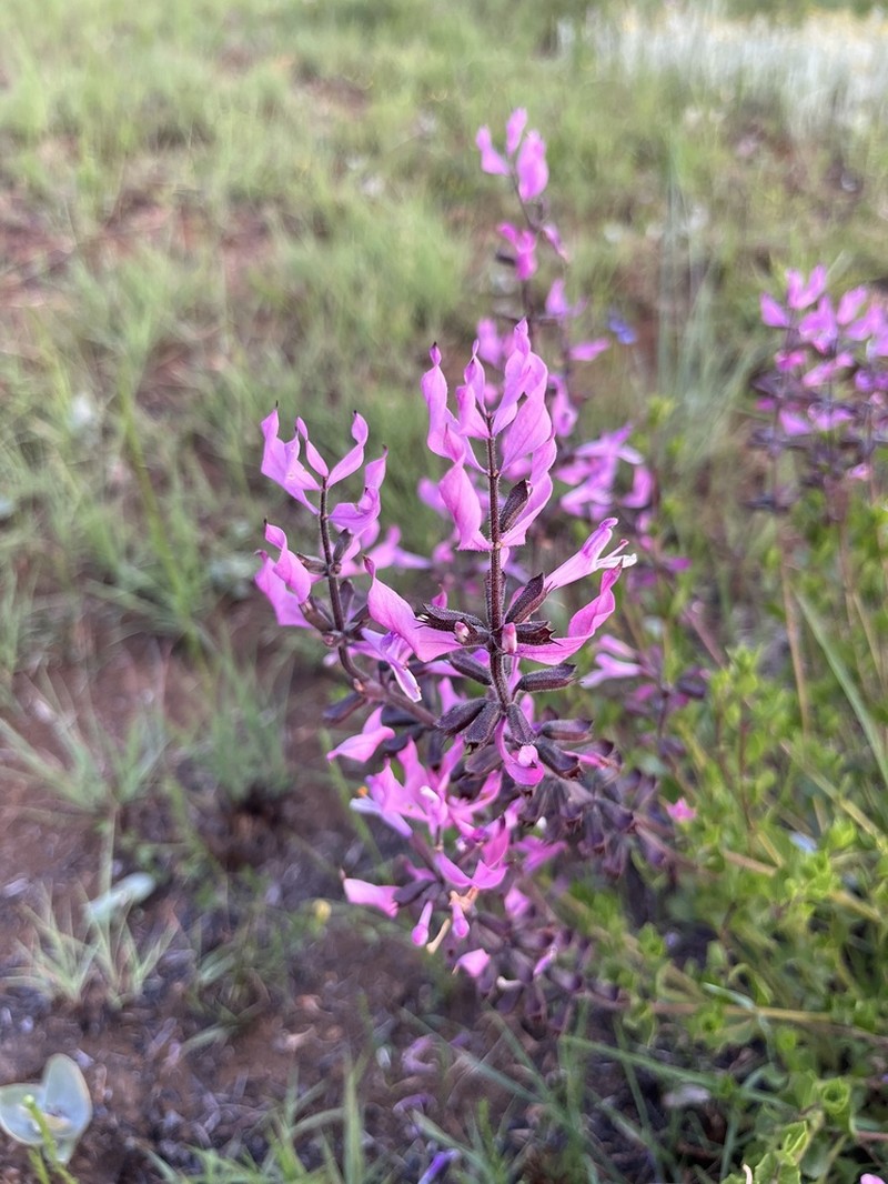 Syncolostemon muddii photo 4