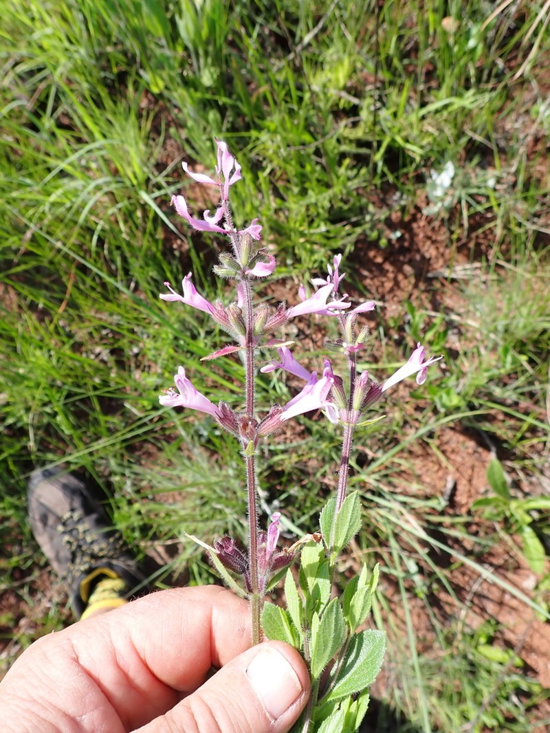 Syncolostemon muddii photo 5