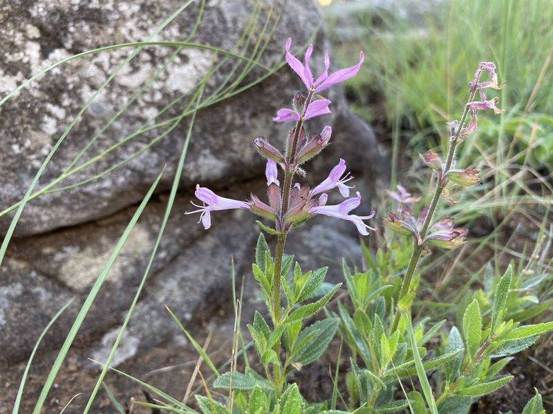 Syncolostemon muddii photo 6