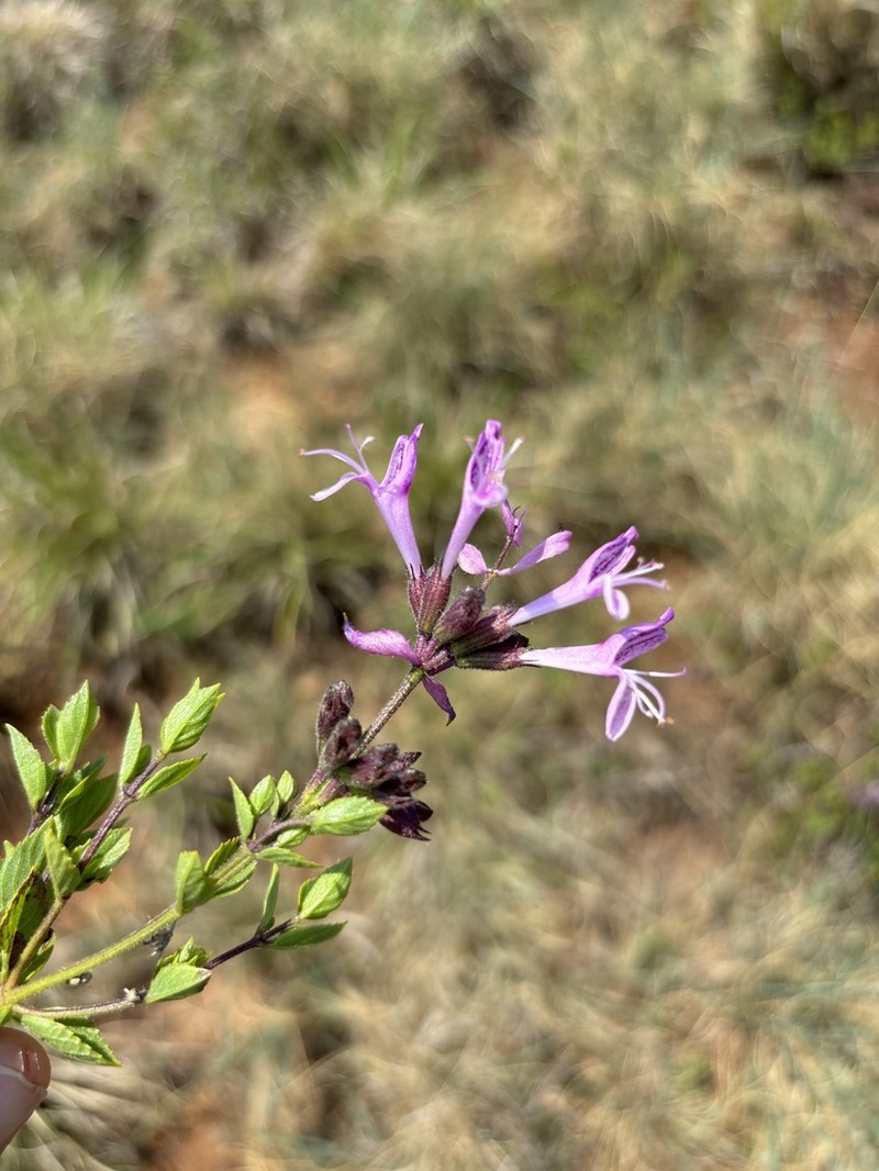 Syncolostemon muddii photo 7