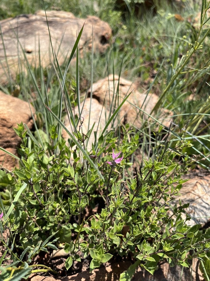 Syncolostemon muddii photo 8