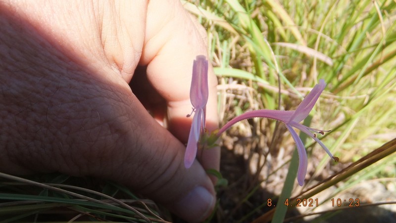 Syncolostemon ngwenyae