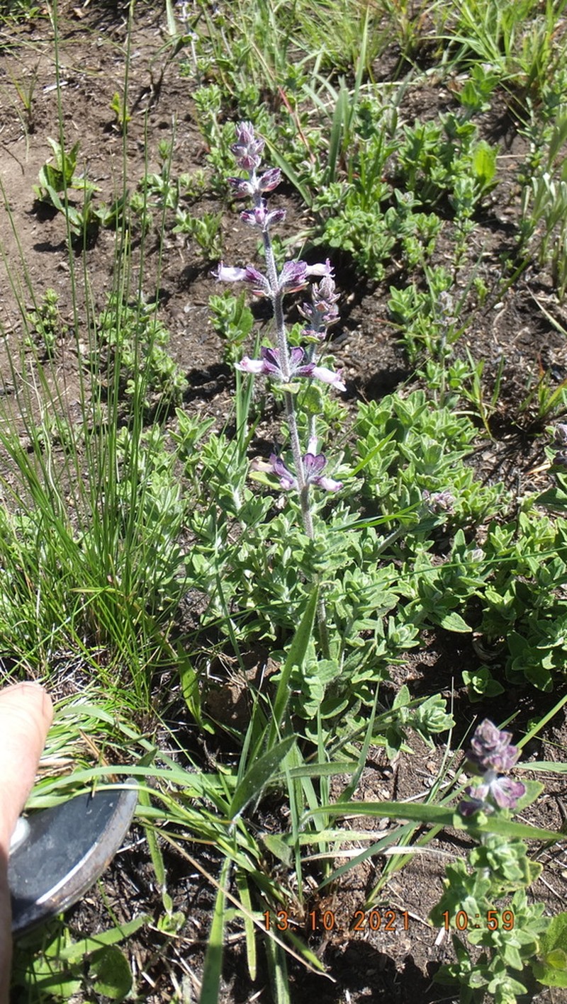Syncolostemon rectiflorus