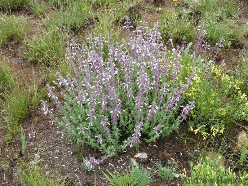 Syncolostemon rectiflorus photo 2