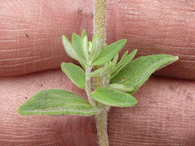 Syncolostemon rectiflorus photo 3