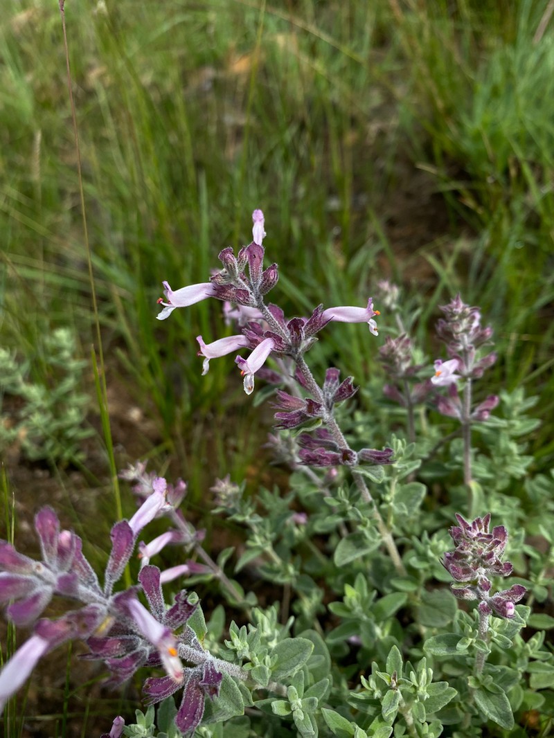 Syncolostemon rectiflorus photo 4