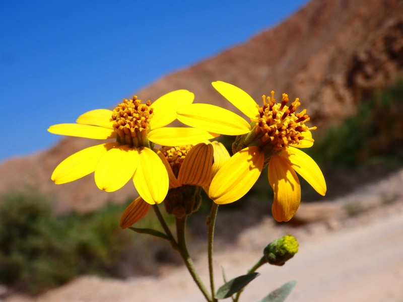 Syncretocarpus sericeus