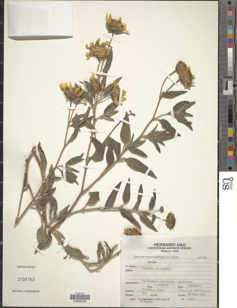 Syncretocarpus sericeus photo 2