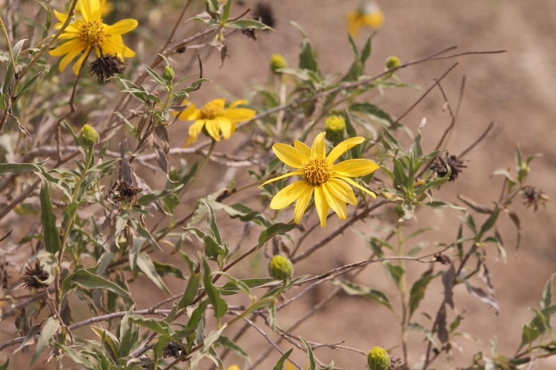 Syncretocarpus similis