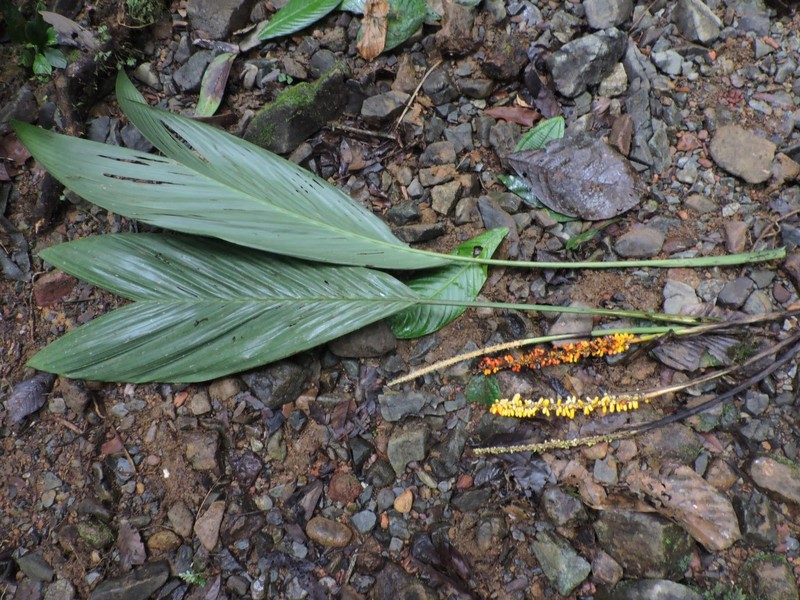 Synechanthus dasystachys