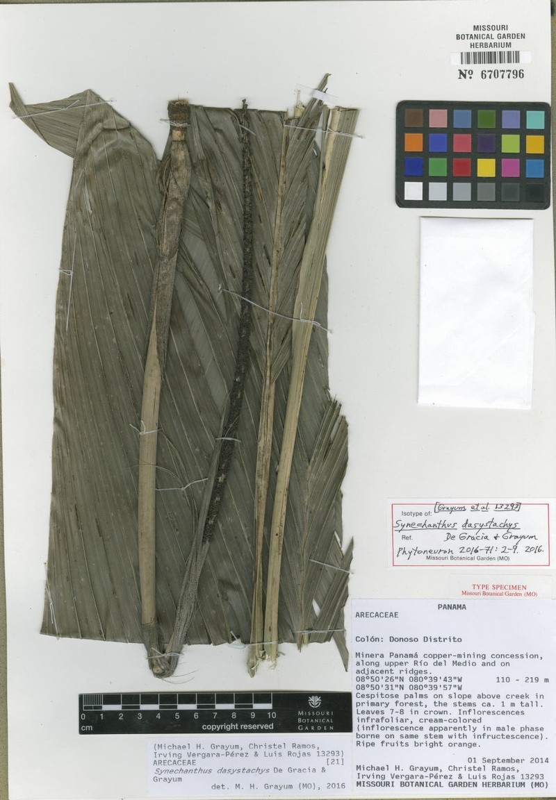 Synechanthus dasystachys photo 2